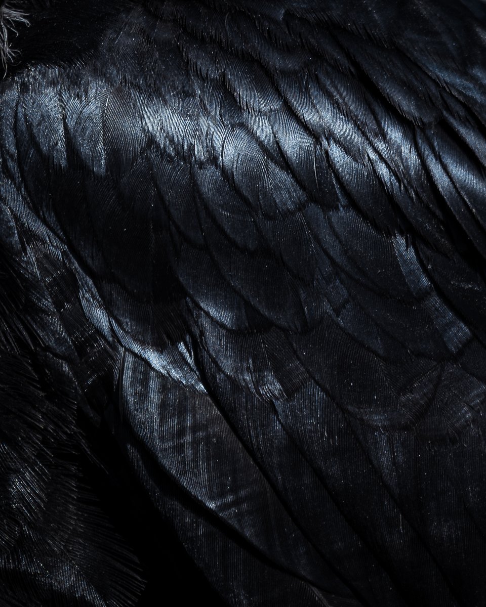 Adobe Lightroom tweet media