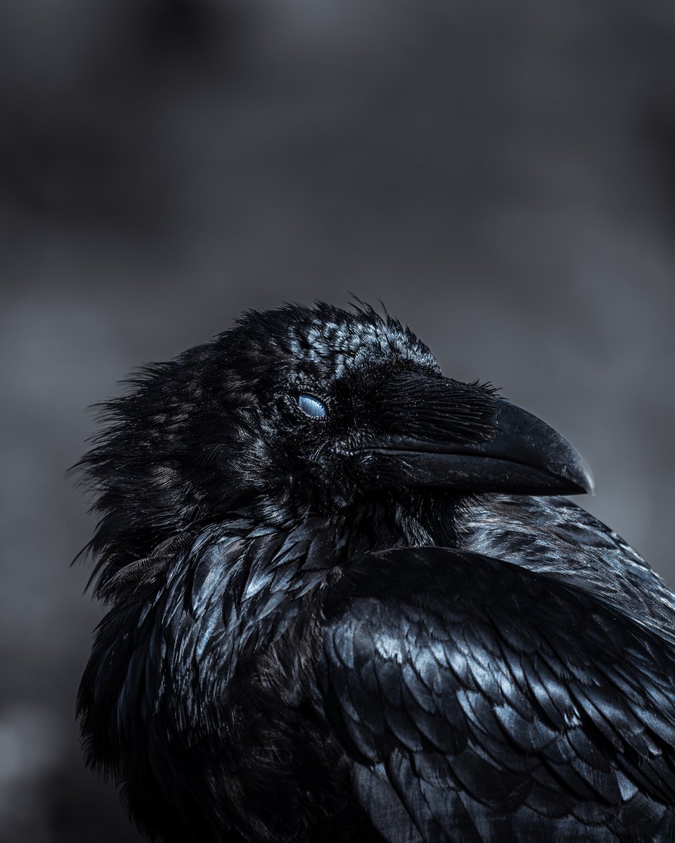 Adobe Lightroom tweet media