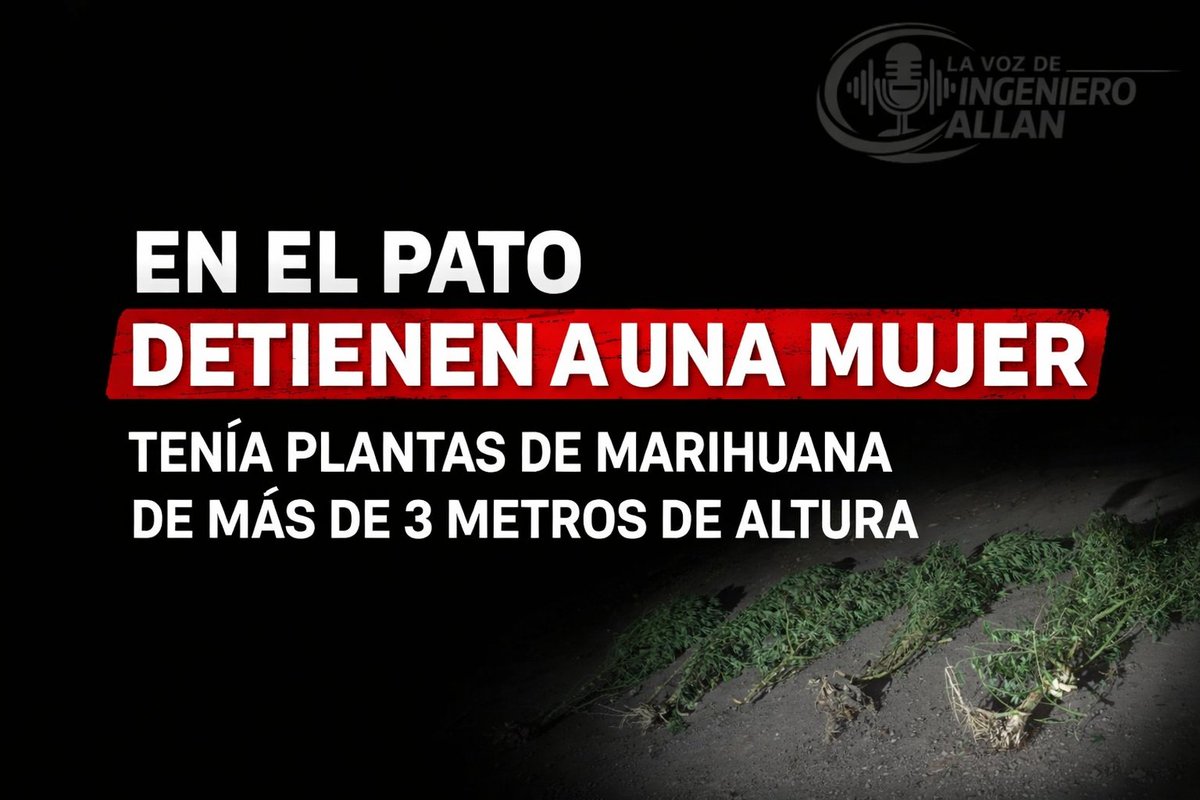 VozAllan's tweet photo. 🚨 EL PATO: MUJER APREHENDIDA TRAS ALLANAMIENTO
En un operativo realizado por la Cría 6ª, secuestraron 5 plantas de cannabis de hasta 3,40 metros de altura.
La mujer fue notificada por infracción a la Ley 23.737.
#ElPato #Berazategui #Policiales https://t.co/zrH6qIqu6n