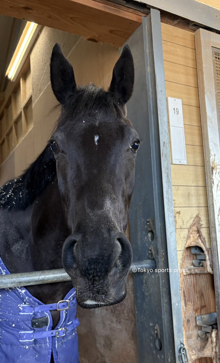 #セイウンハーデス の全妹 #ニシノサリーナ

馬房では人懐こい甘えん坊で、厩舎の皆さんが「めちゃくちゃ可愛い」とおっしゃっていました

#クイーンC