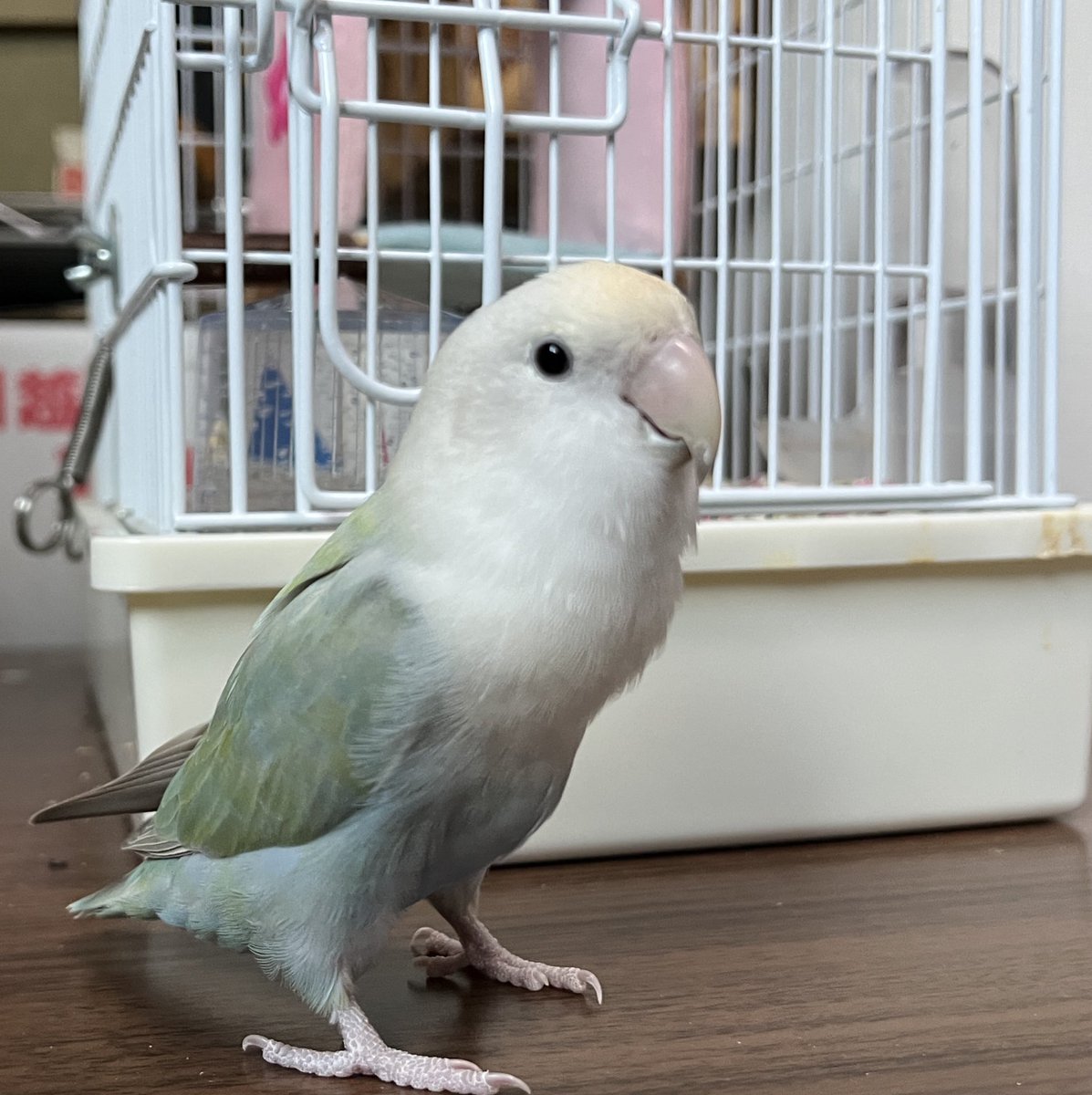 おはようコザいます🦜🦜🦜 #コザクラきなこ #コザクラらむね #コザクラ