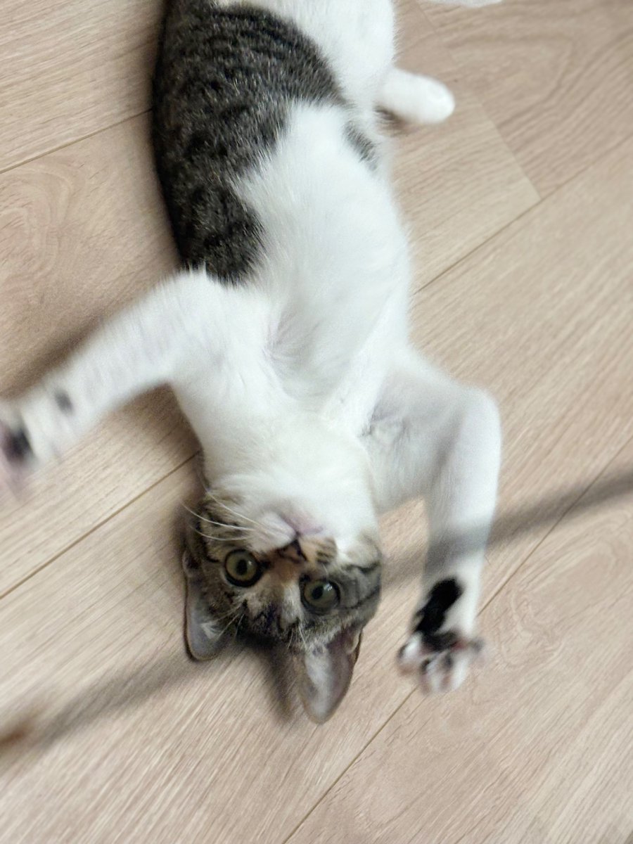 お写真はつゆちゃんのフワフワぽんぽんになります
ご査収ください 