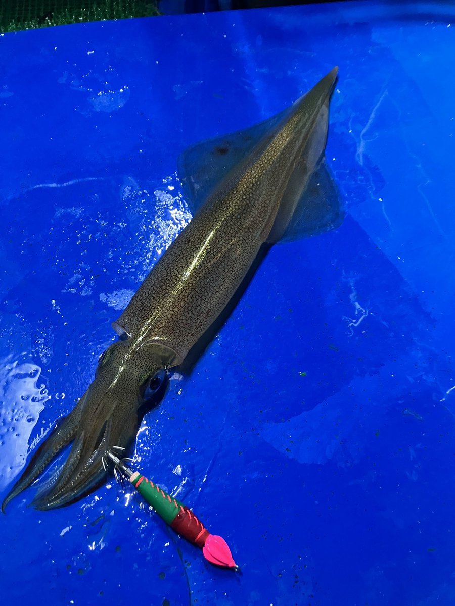 ヤリイカ特大。
この写真わかりづらいw