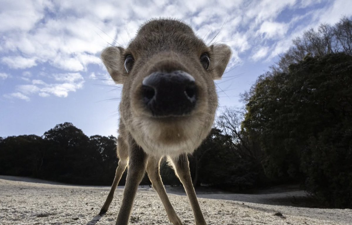 i can  tell your body is shutting down . succumbing to the  injury  . it’s almost  over .  don’t worry