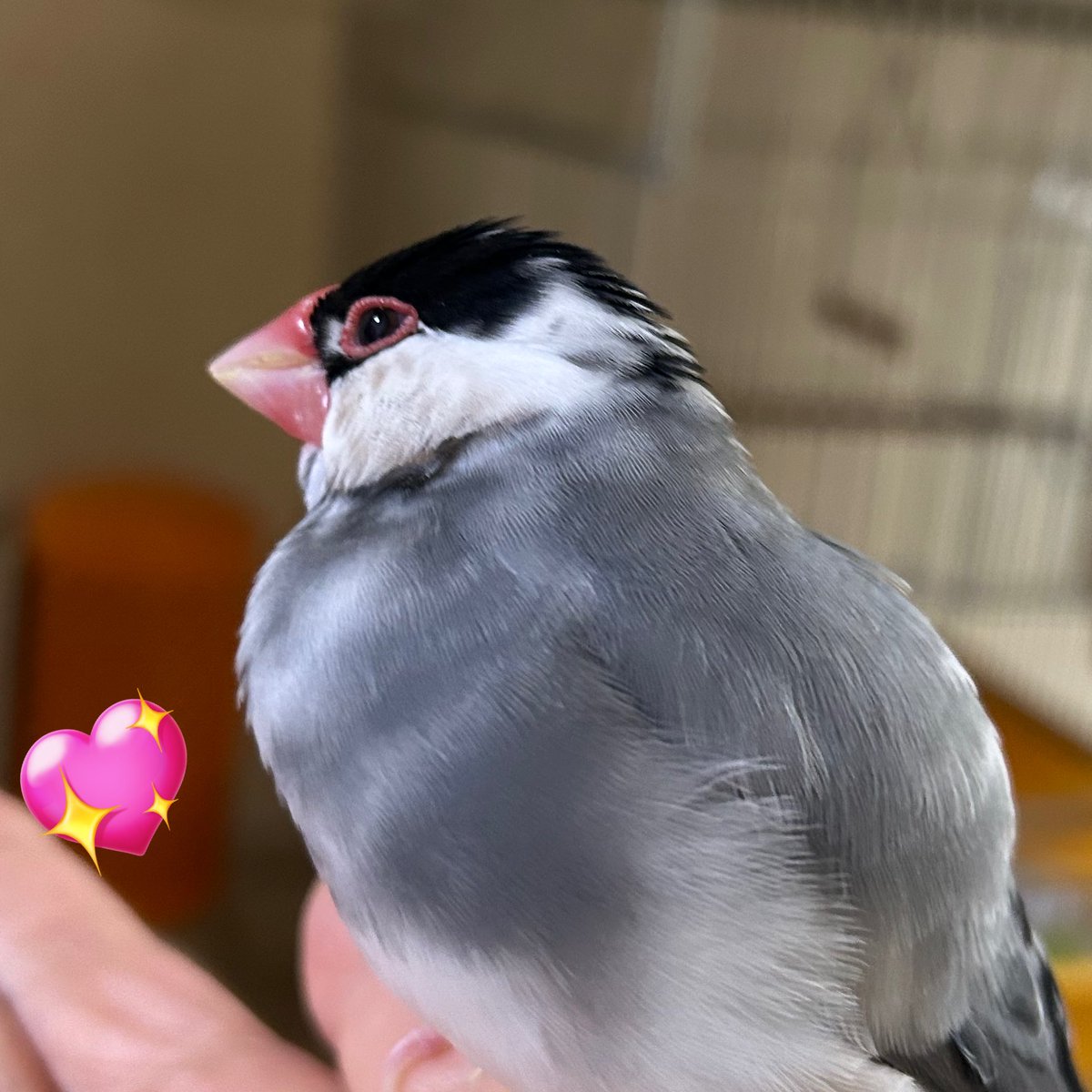 ゴマ💕 #文鳥
チョコはあげられないけど大好きよ

今日と明後日おしごといってきます