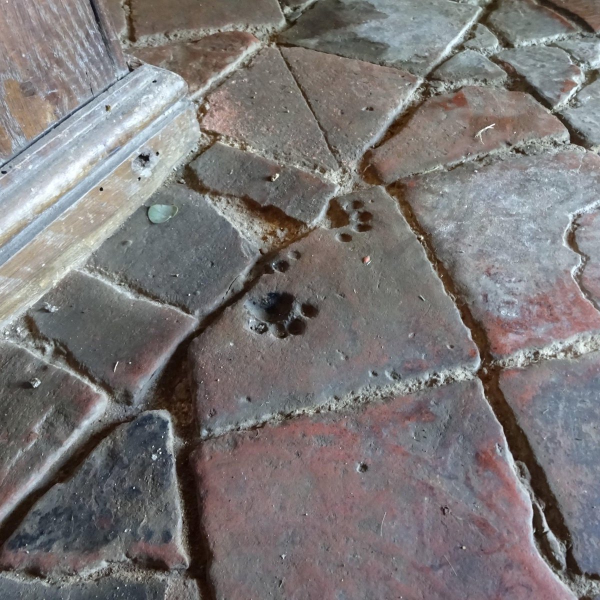 Probably the paw prints of a chubby medieval cat preserved in 12th-century floor tiles at St. Peter's Church in Wormleighton, England.