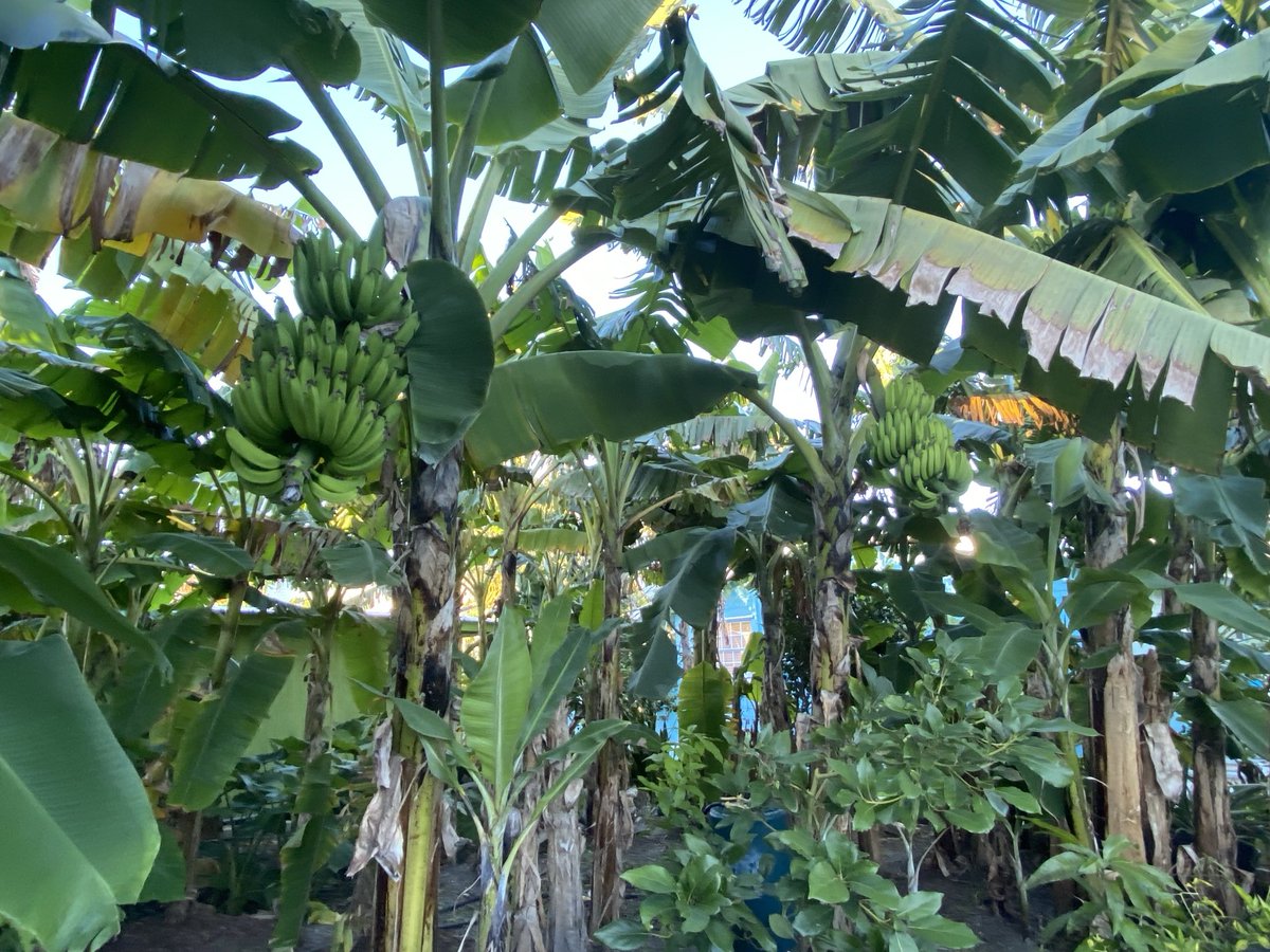 RacingToDisney's tweet image. Casa Watts is a jungle. A very well manicured jungle. #KeysLife