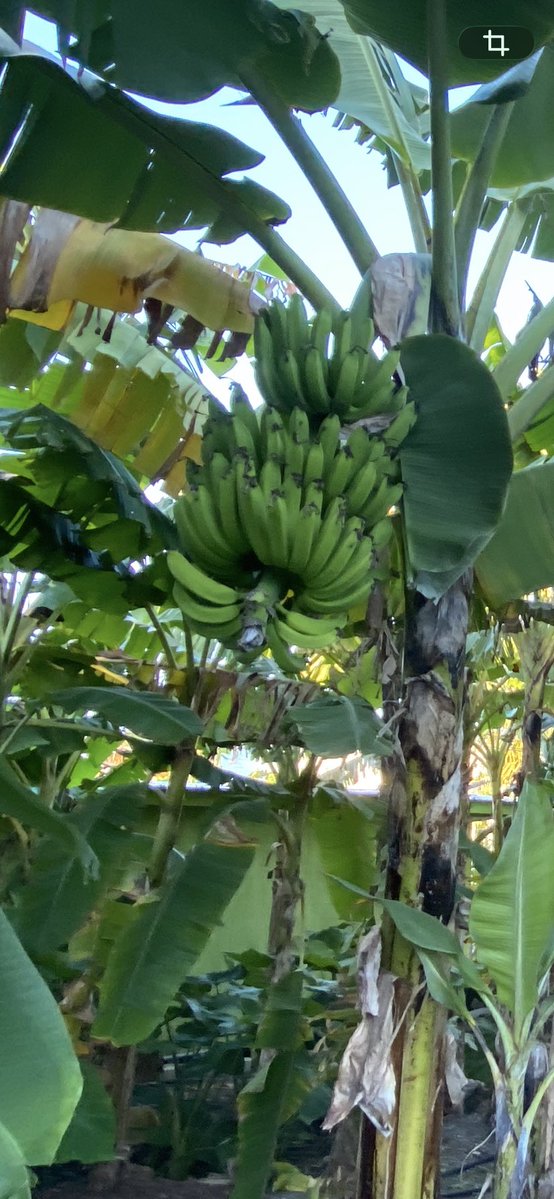 RacingToDisney's tweet image. Casa Watts is a jungle. A very well manicured jungle. #KeysLife