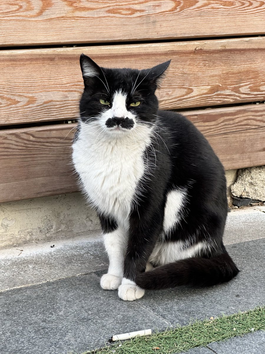 tanner_ashik's tweet photo. Bugün böyle bir kedi gördüm 😱 https://t.co/yjwMMtFa6r