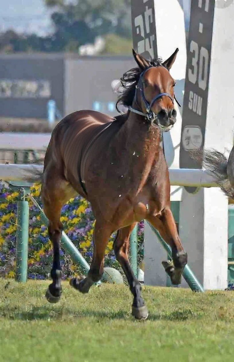 おはやー‼️‼️
明日はクイーンC‼️
私は川田でもなくルメールでもなく
この🐴に注目してます👀
もう一頭大穴🐴仕込んでますので
知りたい方はフォロー、いいね、リポストでお待ちください😍
注目の二頭、DM致します😋
#クイーンC
#京都記念
#共同通信杯