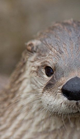 jack Wolfe as otters (@jackwolfotters) on Twitter photo 