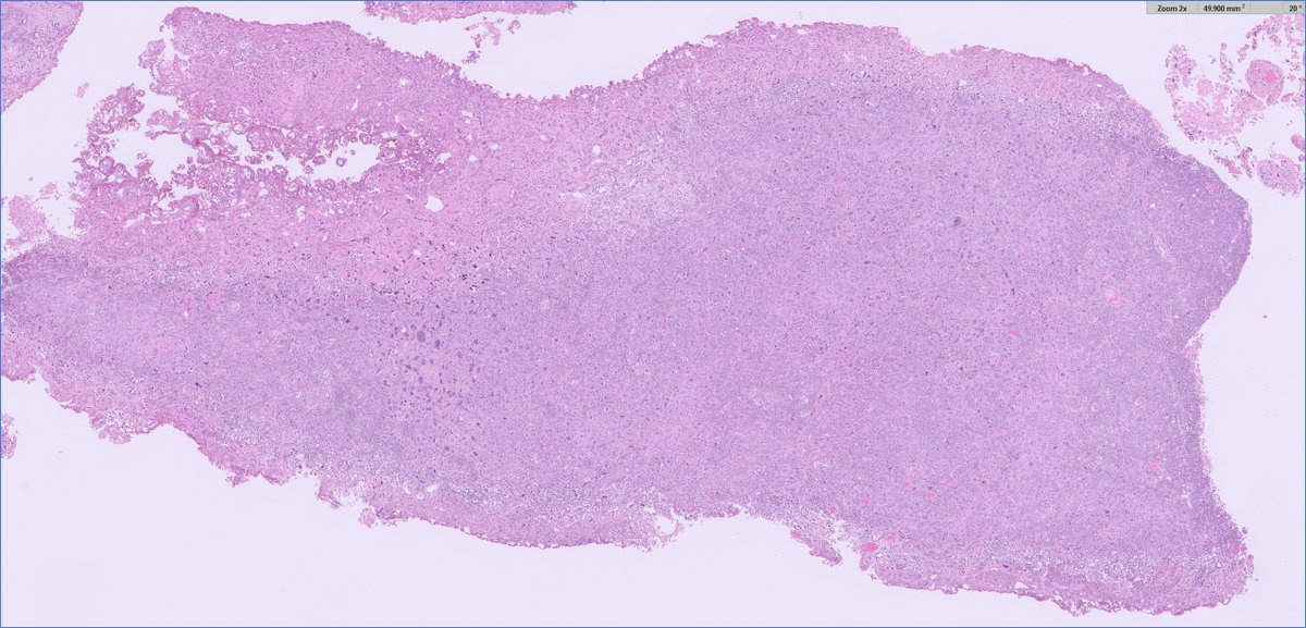 Ankur Sangoi tweet media