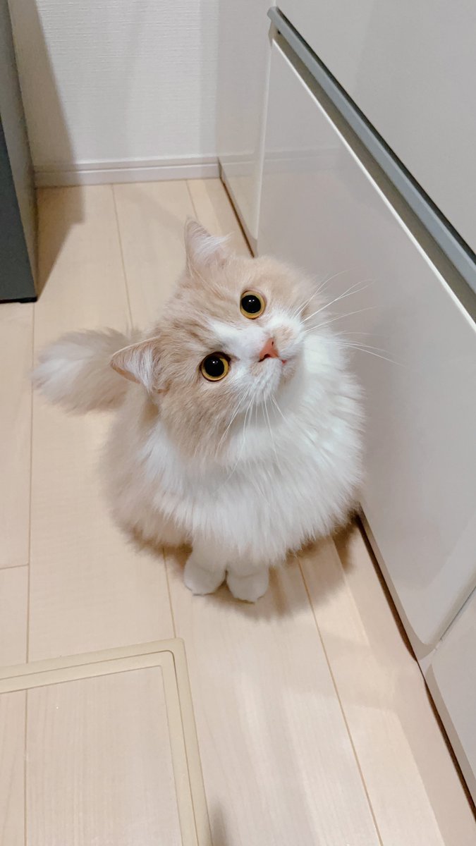 mog (@mogmogmog312) / Posts / X