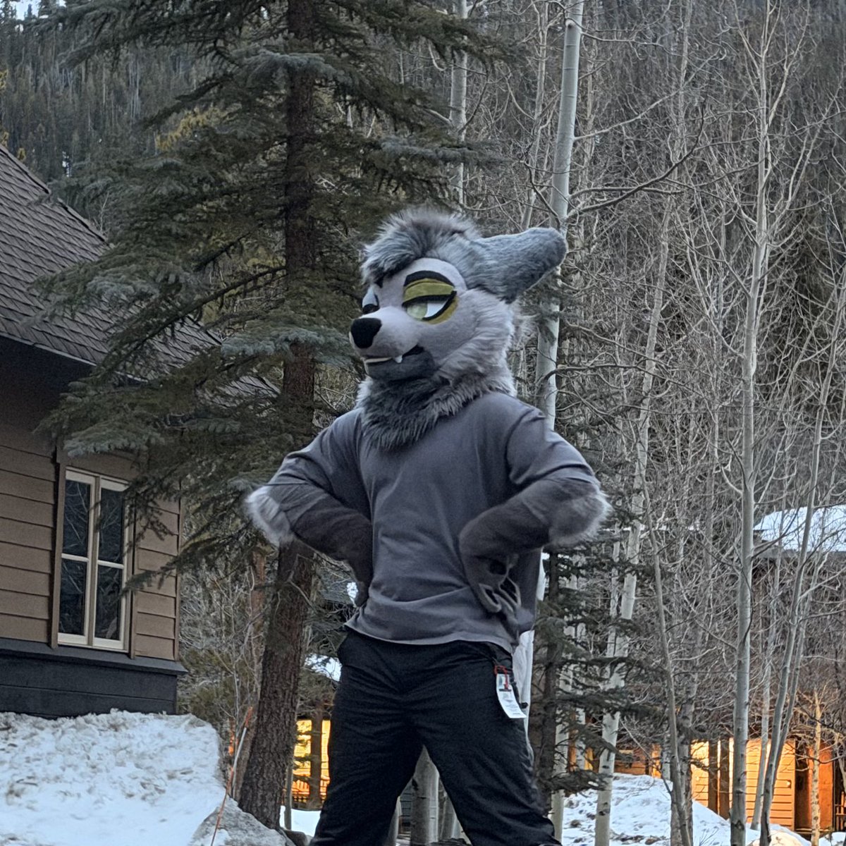 ripmossgarden's tweet image. 🌲