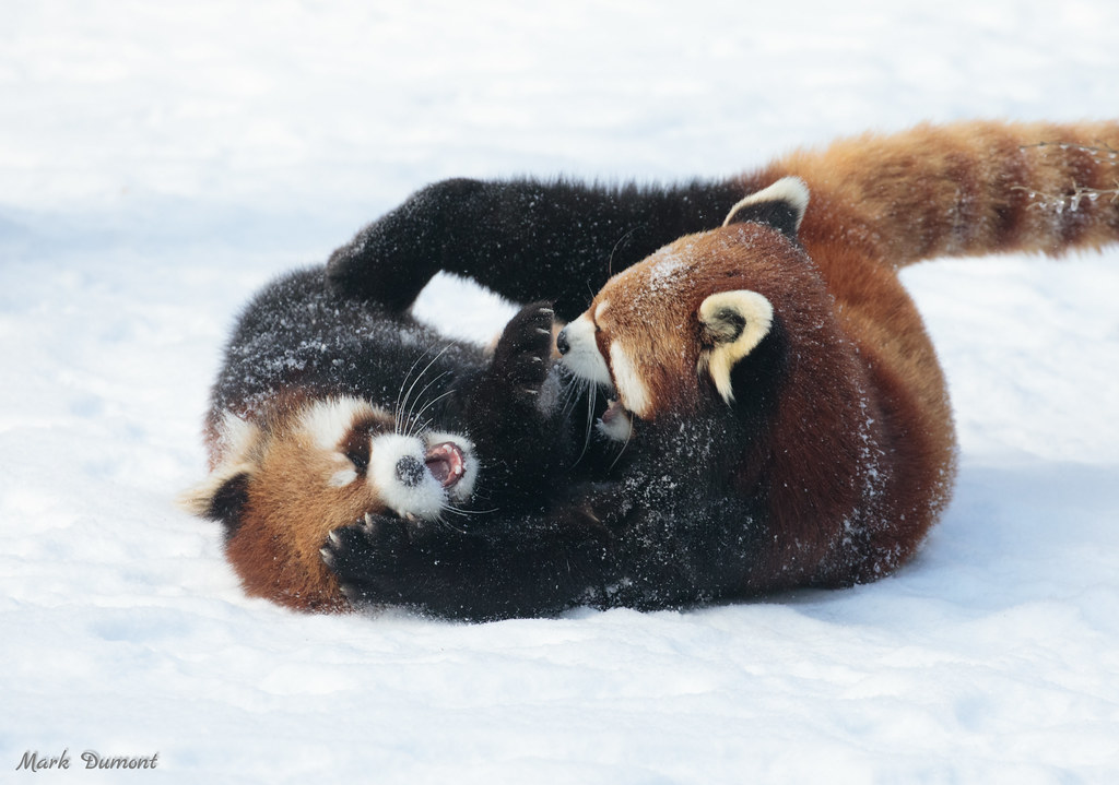 Red Panda Network tweet media