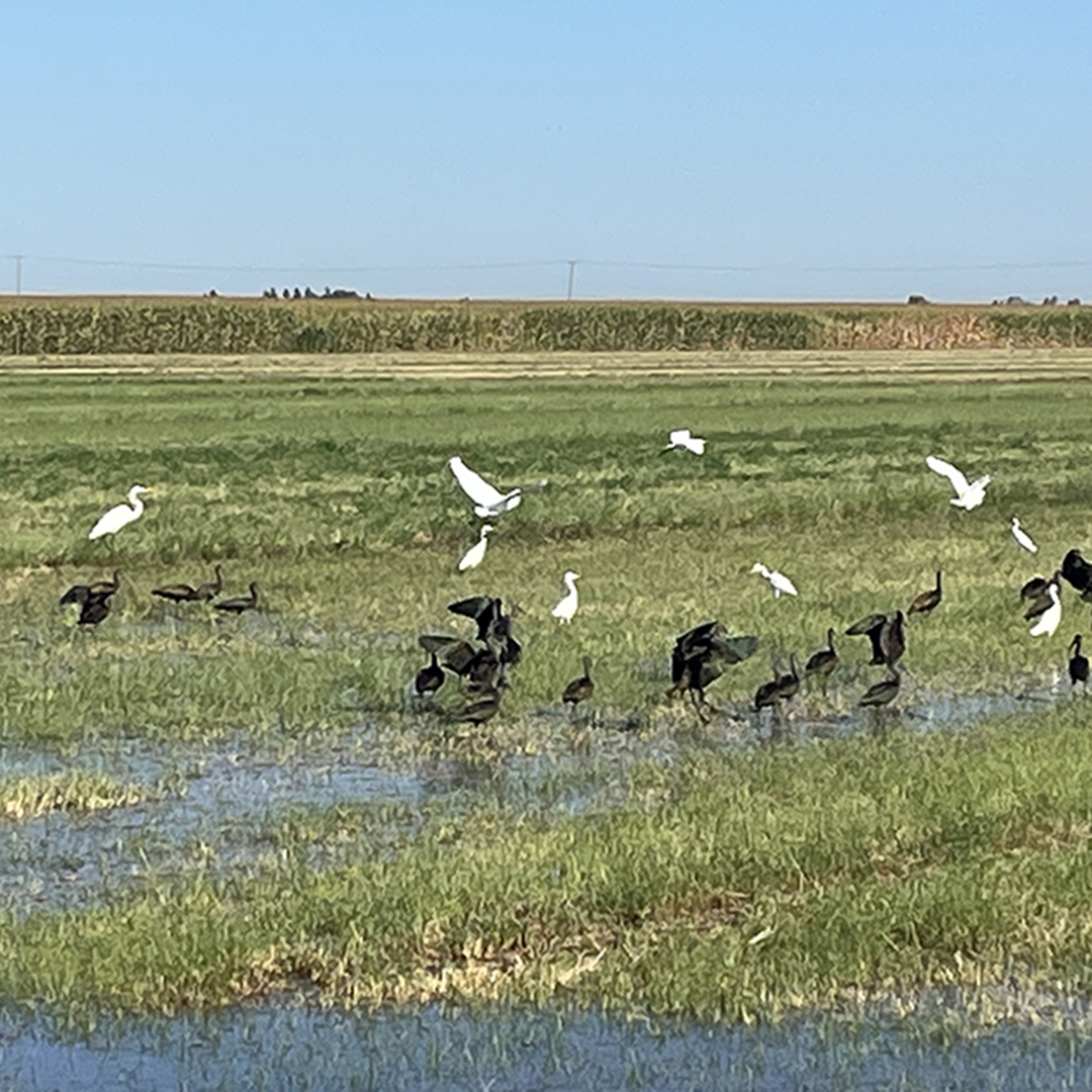 The Harvest Water Program will provide high-quality recycled water to agricultural lands, improve groundwater conditions for 5,000 acres of wetland and riparian forest, and enlarge the habitat for sandhill crane and other threatened species. bit.ly/4r8cWng