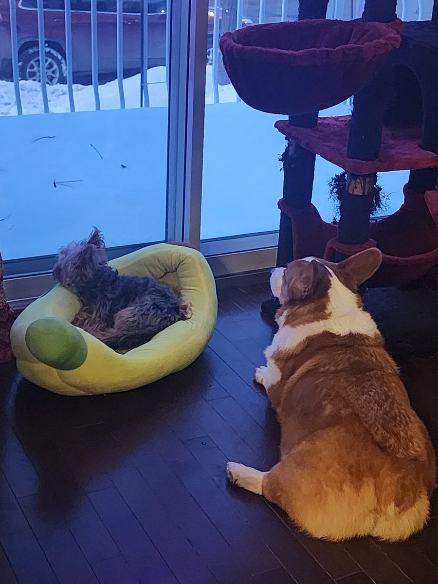 When you are late and you get sent this picture of your doggies waiting for you 🥰