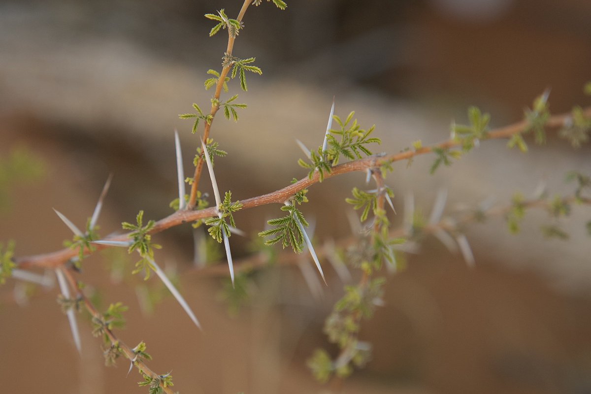 لاتخلط ربيعك بشوك