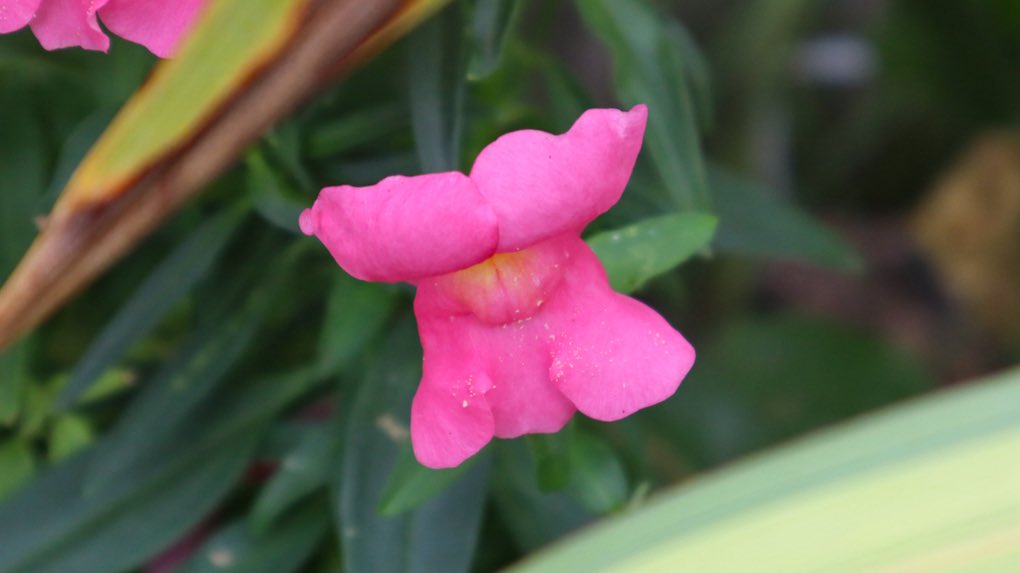 minniebon43's tweet image. Flowers from my garden! 🪴 most I sowed from seed! 🌱 

#colourful #FlowersOnX #flowerphotography #NatureBeauty