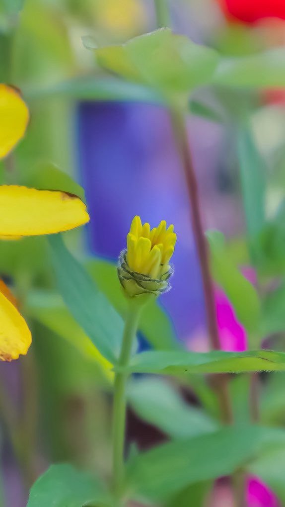 minniebon43's tweet image. Flowers from my garden! 🪴 most I sowed from seed! 🌱 

#colourful #FlowersOnX #flowerphotography #NatureBeauty