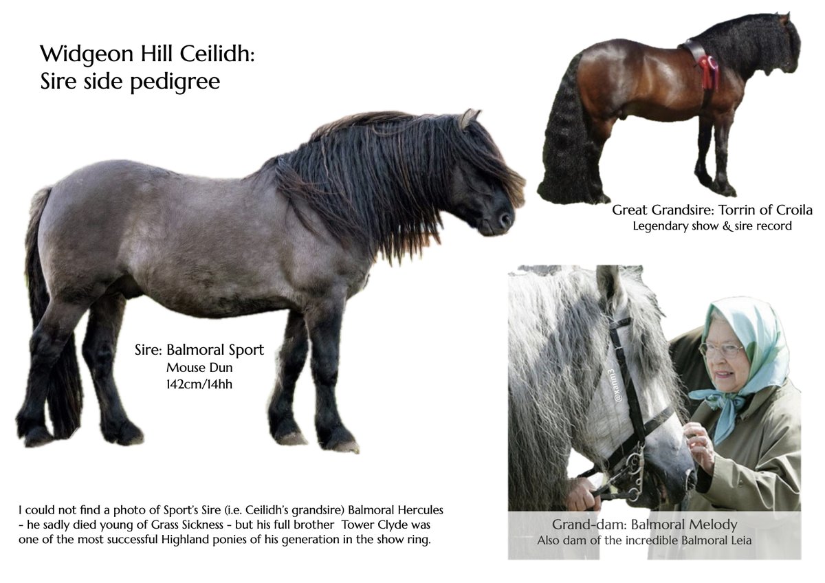 DrLindaDykes's tweet photo. Not sure if #EquestrianTwitter is a thing, but anyone looking for a stunning young horse to bring on? My 3yo spotted dun filly (Highland x Appaloosa/ApHC) to make c14.3hh is available to view from March. SPSS-graded and awarded Gold at the 2025 BBF Futurity. West Mids UK. https://t.co/0yICdGFUse
