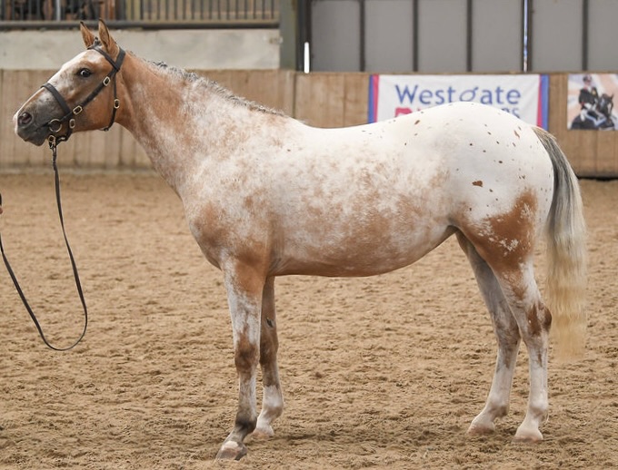 DrLindaDykes's tweet photo. Not sure if #EquestrianTwitter is a thing, but anyone looking for a stunning young horse to bring on? My 3yo spotted dun filly (Highland x Appaloosa/ApHC) to make c14.3hh is available to view from March. SPSS-graded and awarded Gold at the 2025 BBF Futurity. West Mids UK. https://t.co/0yICdGFUse
