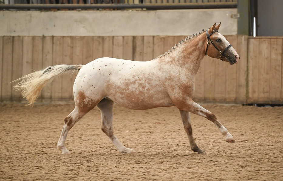 DrLindaDykes's tweet photo. Not sure if #EquestrianTwitter is a thing, but anyone looking for a stunning young horse to bring on? My 3yo spotted dun filly (Highland x Appaloosa/ApHC) to make c14.3hh is available to view from March. SPSS-graded and awarded Gold at the 2025 BBF Futurity. West Mids UK. https://t.co/0yICdGFUse