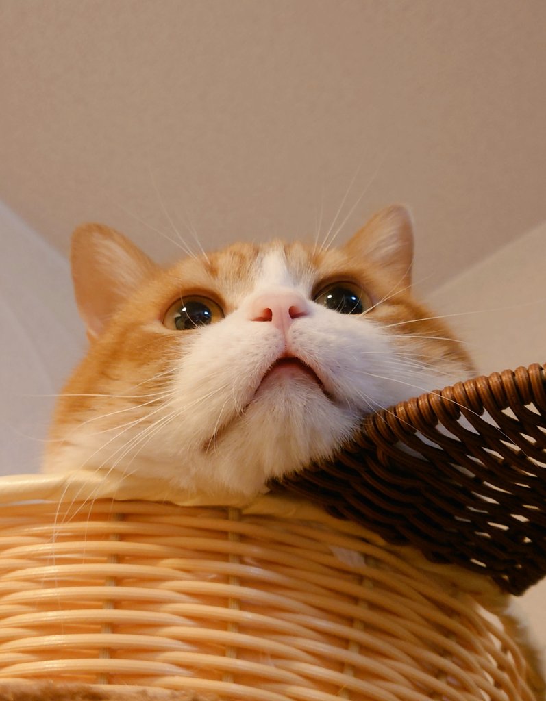 おちゃまる (@ochamarusan0126) / Posts / X