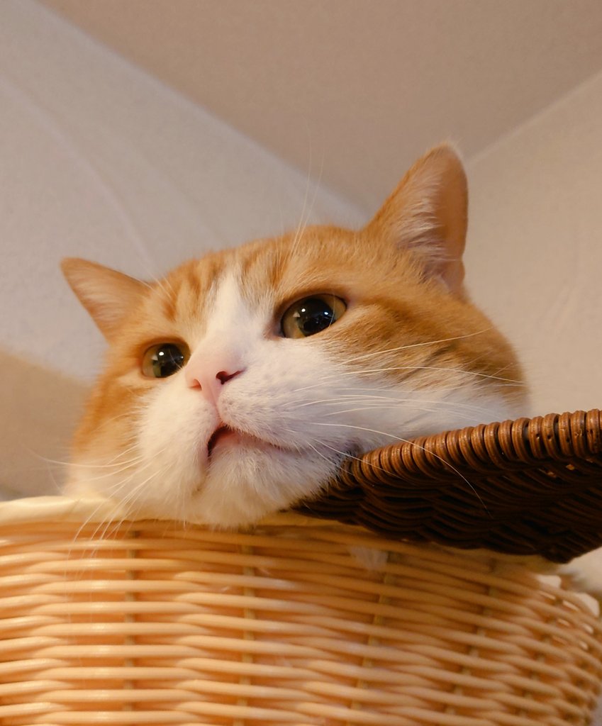 おちゃまる (@ochamarusan0126) / Posts / X