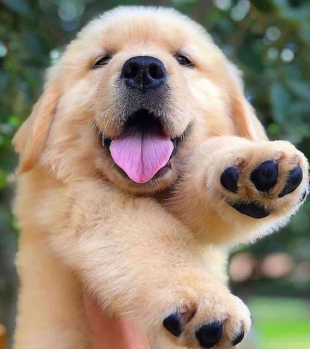 Trevor Donovan tweet media