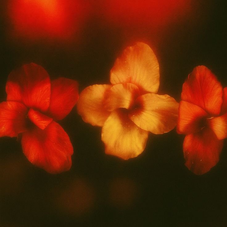 lua D’Padilha tweet media