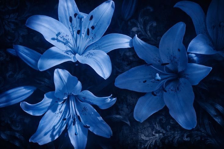 lua D’Padilha tweet media