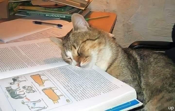 Yo luego de estudiar por 5 minutos