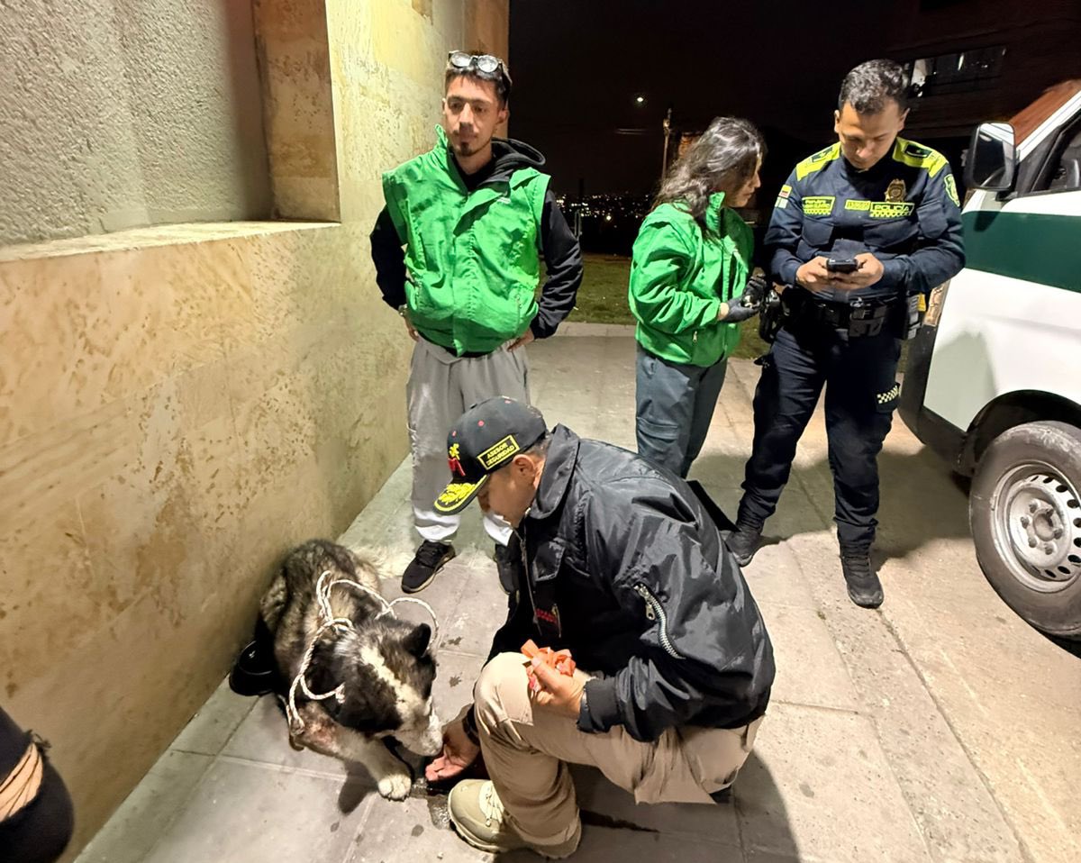 Protección Animal Bogotá tweet media