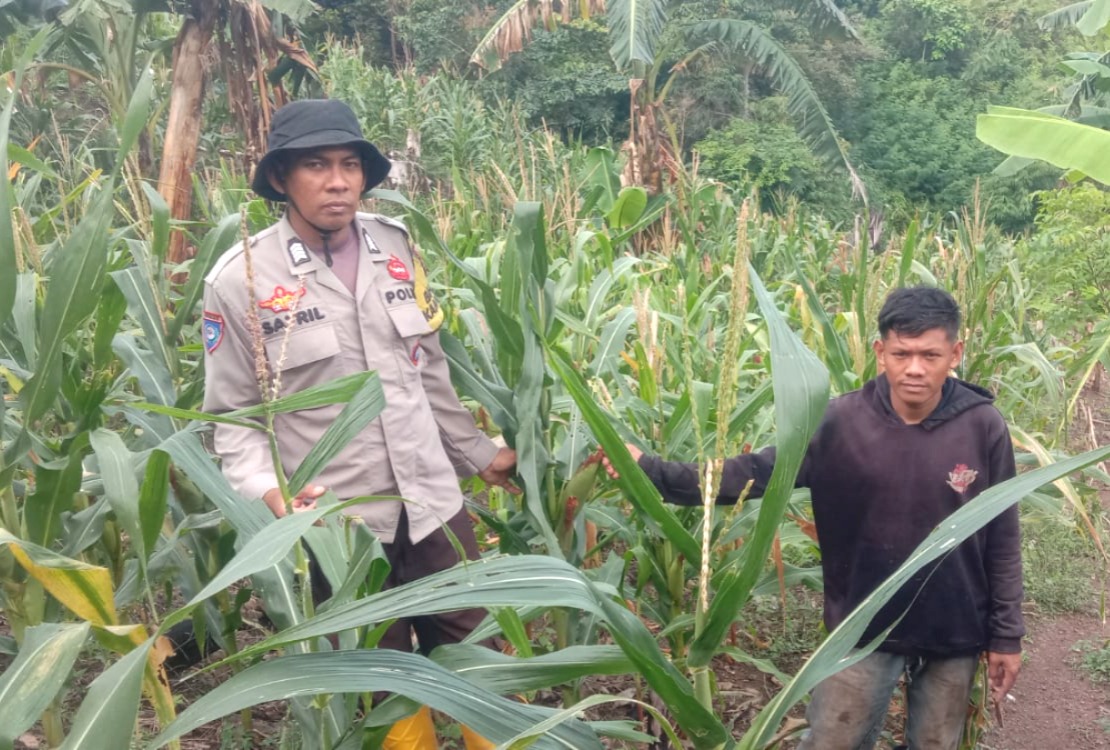 Polres Majene – Dalam mendukung program ketahanan pangan nasional, Bhabinkamtibmas Polsek Sendana Polres Majene, BRIPKA Safril, turun langsung meninjau kebun jagung milik warga di Dusun Puttada, Desa Puttada, Kecamatan Sendana, Jumat (12/2/26).
