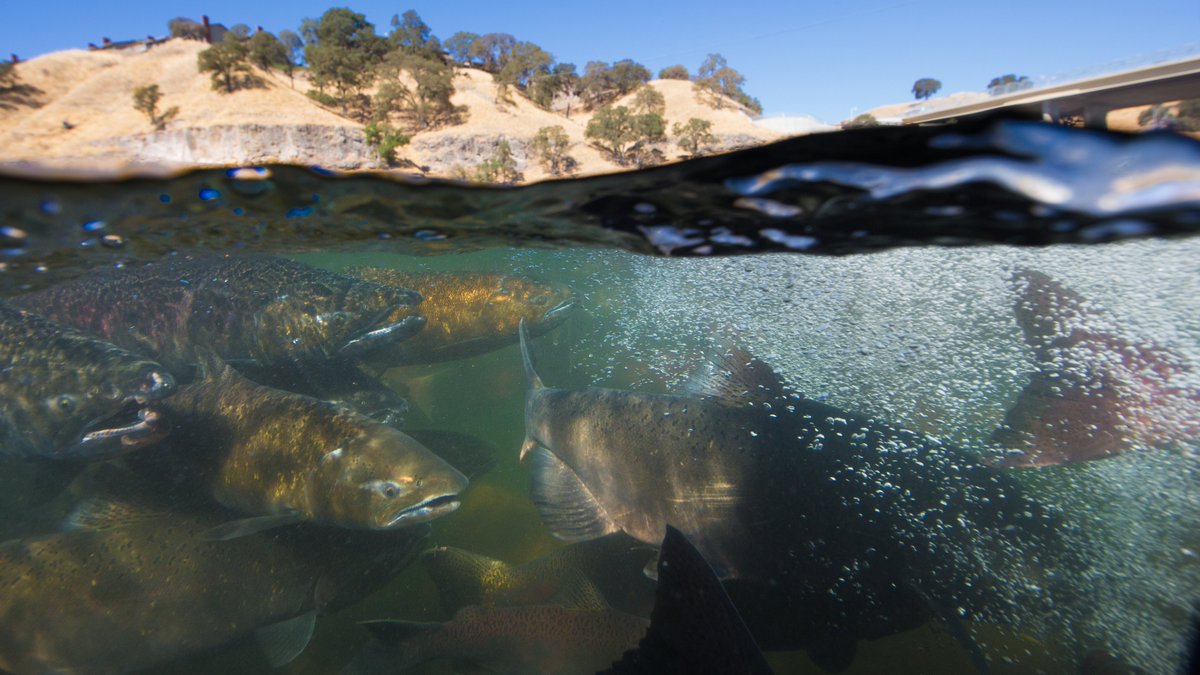 CA Water Institute tweet media