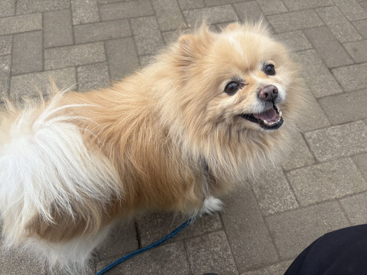 おはようございます(*^ω^*)
クゥ🐶と散歩中🐕🚶‍♂️☀️
今日もよろしくお願いします
良い1日をお過ごしください( • ̀ω ⁃᷄)✧🌺
#愛犬 #散歩 #犬のいる幸せ #犬のいる暮らし #JakeMFF #ポメラニアン