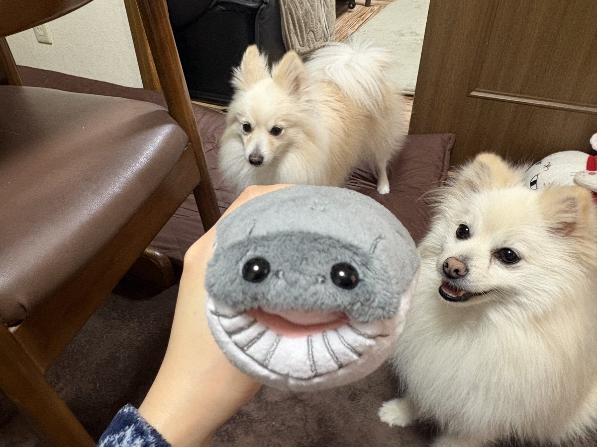 ポメのつるまる&おび（ツルオビ）❤️💙 (@2aWSHJStCdIrF5D) / Posts / X