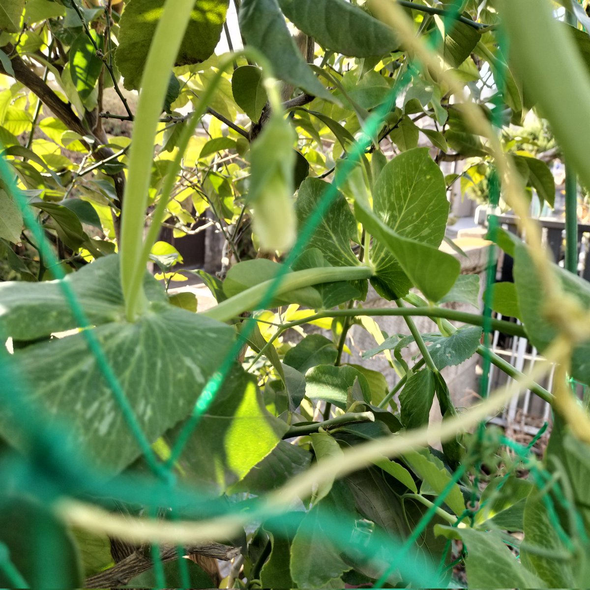 masamasa1's tweet photo. It's sunny and warm in Takaishi. The chrysanthemums are blooming for a long time. I'm grateful. Snap pea buds are starting to appear. Will they bloom soon? #homegarden #chrysanthemum #snappea https://t.co/mFKBASd5aq