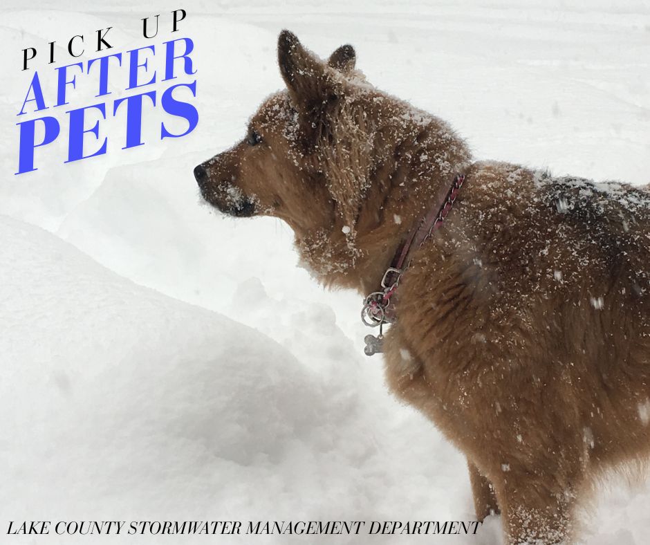 Pet waste contains bacteria and nutrients. Since it is so high in protein, it does not make a good fertilizer. It is washed directly to our lakes and rivers with snow melt and stormwater. Pick up after your pets!  For a free “pick up after your pets” lawn sign, contact us!