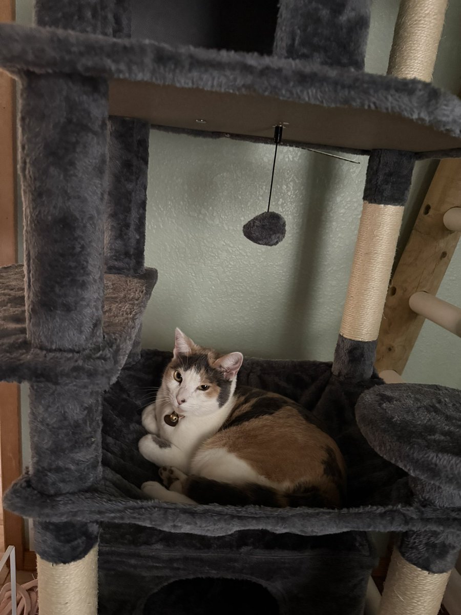 Got my cats a tree so they could use that to jump around on the bed versus my desk and KNOCKING EVERYTHING OVER! I think I pulled a muscle in my finger though. Whoops. Worth it.