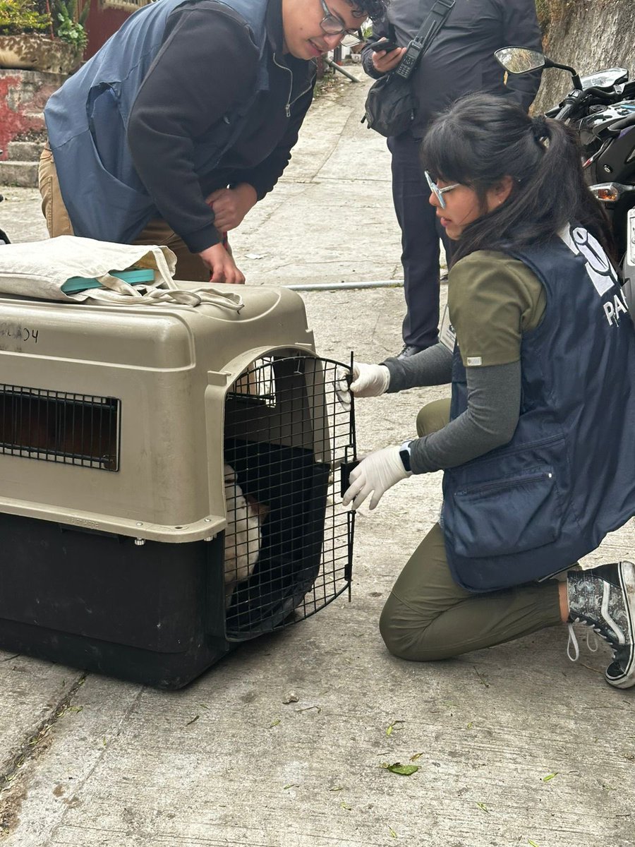 LopezCasarinJ's tweet image. Misión cumplida! Hace unos momentos rescatamos a un perrito en coordinación con la @PAOTmx en la Colonia Zenón Delgado.

Gracias a las diferentes denuncias y reportes que nos hicieron llegar a través de redes sociales, el equipo de Protección Civil, las Direcciones de Jurídico,…