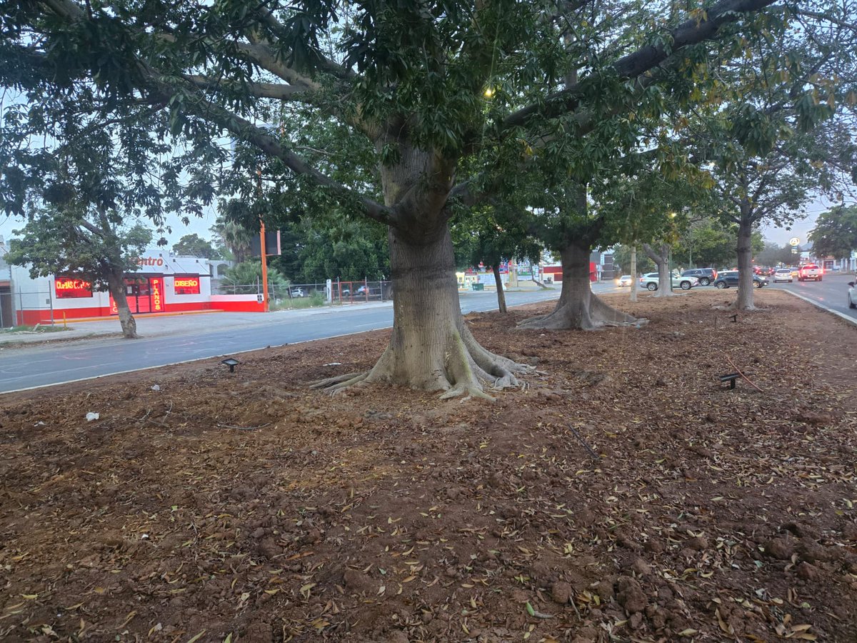 Sociedad Ambientalista de Sonora tweet media