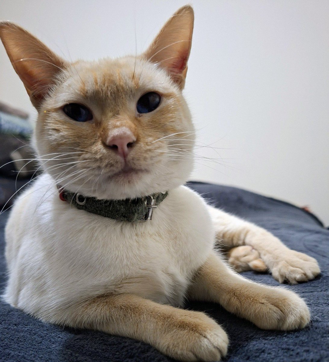 🐾🐾Gatitos a salvo🐾🐾 tweet media