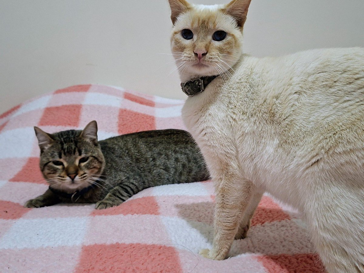 🐾🐾Gatitos a salvo🐾🐾 tweet media