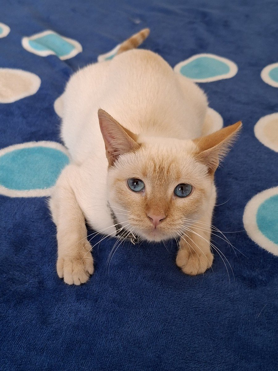 🐾🐾Gatitos a salvo🐾🐾 tweet media