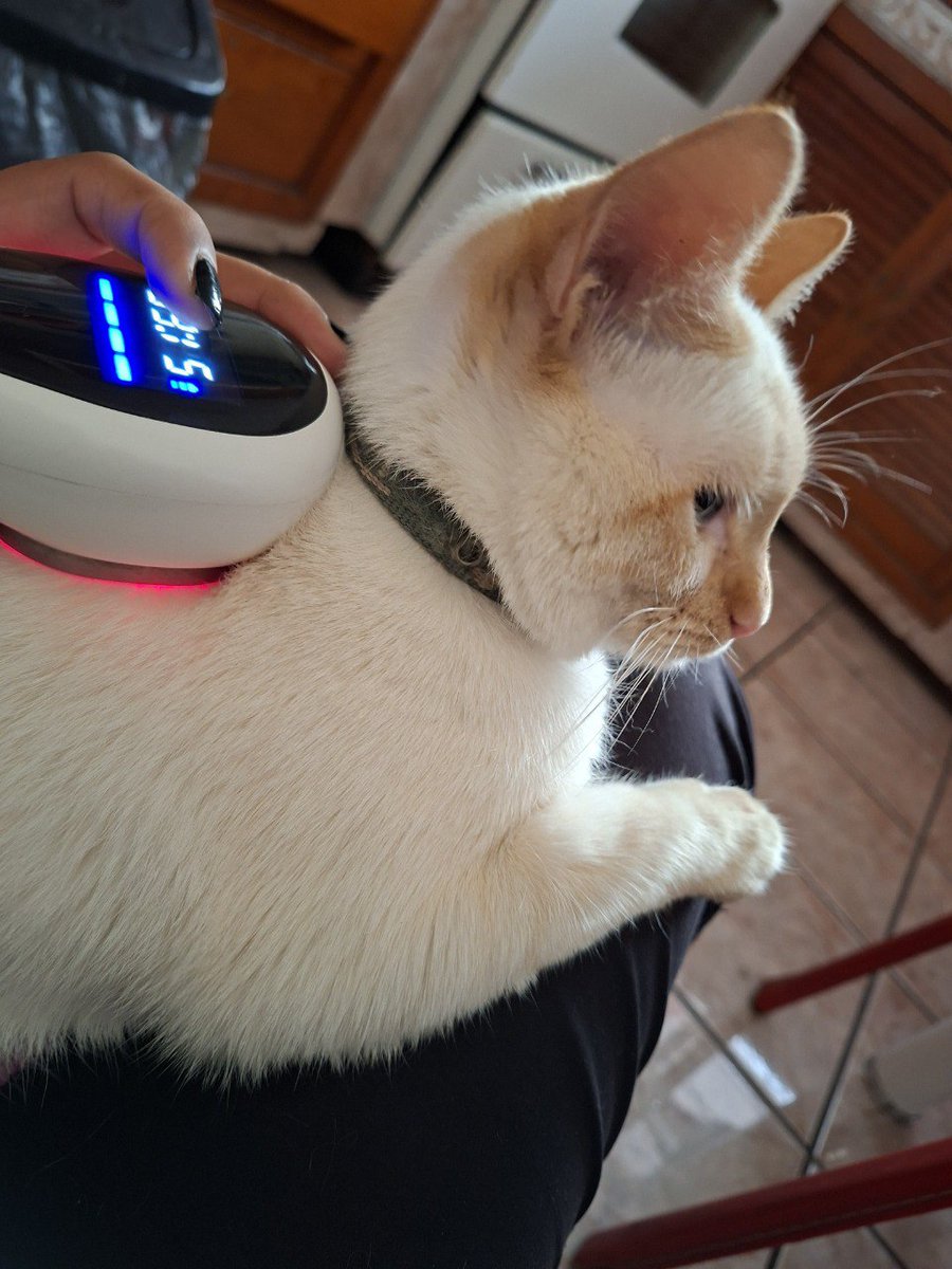 🐾🐾Gatitos a salvo🐾🐾 tweet media