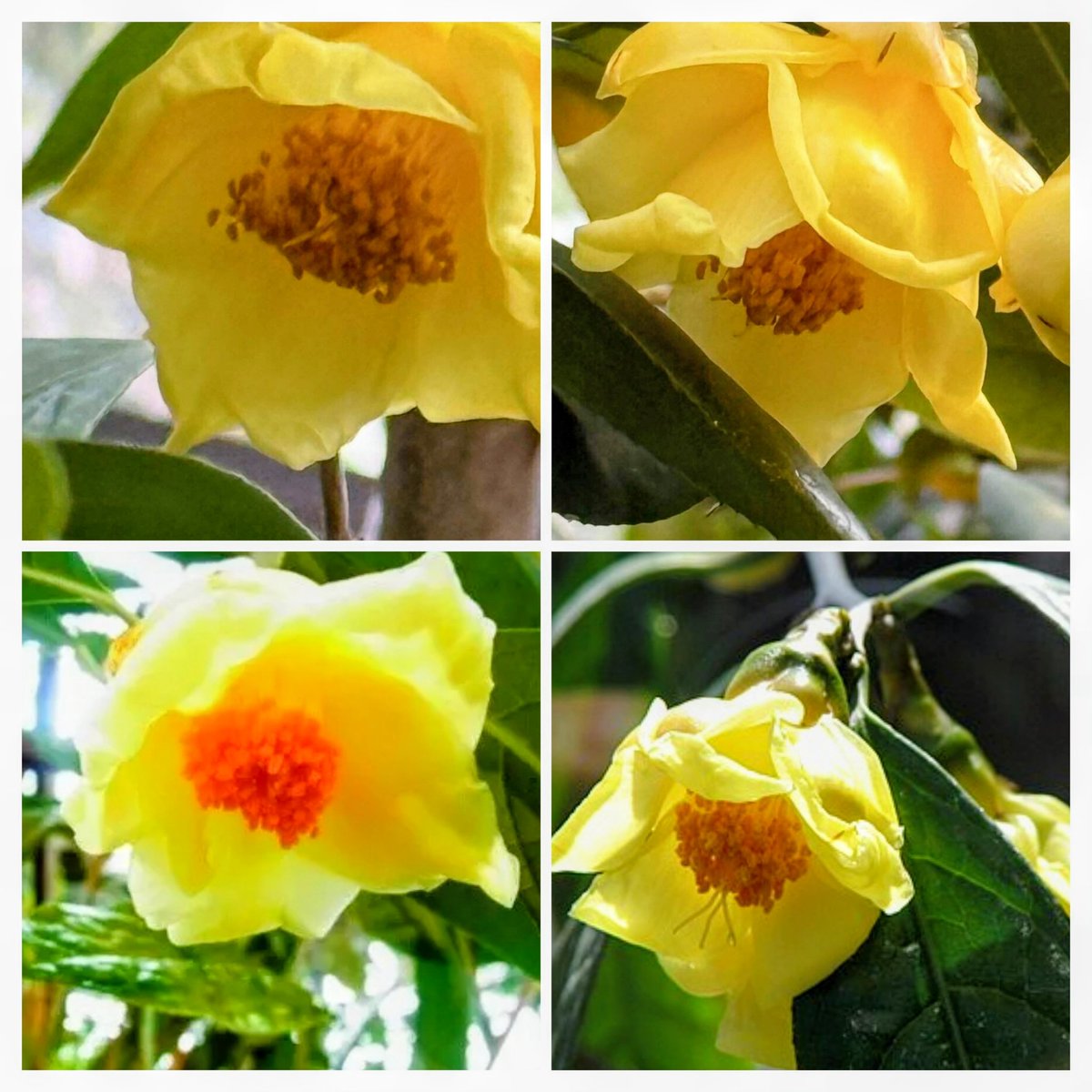 のんちゃんにﾎﾟﾁｯ❤️