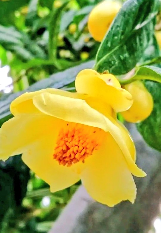 🍒✨のん✨🍒のんちゃん❤︎ポスト📮見てね🍀 (@auUuF4SrC9SuGMY