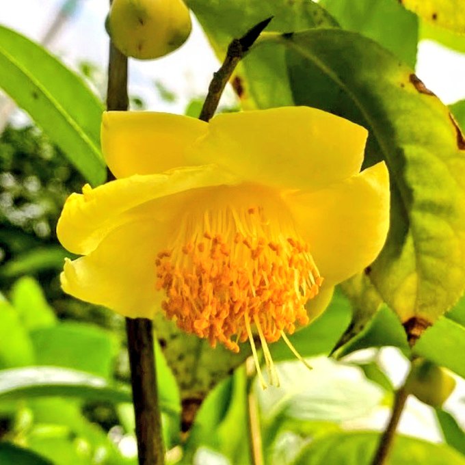 🍒✨のん✨🍒のんちゃん❤︎ポスト📮見てね🍀 (@auUuF4SrC9SuGMY